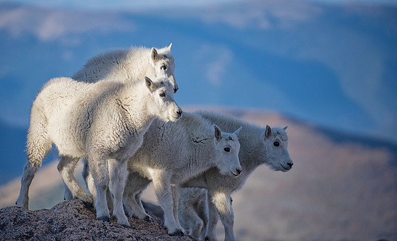 Mountain Goat Kids-1909-3433