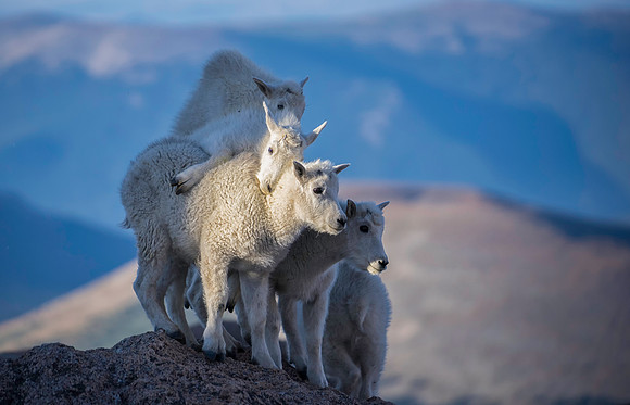 Mountain Goat Kids-3426-2
