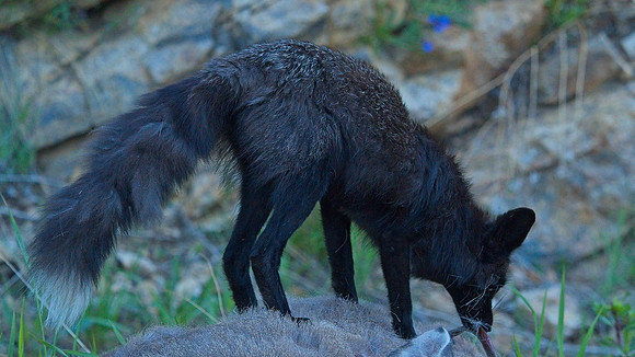 MT EVANS 7-2 (8)