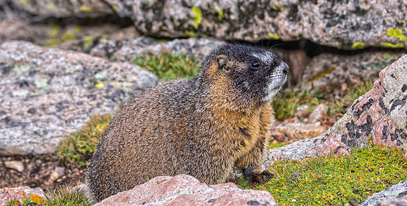 Baby Marmot-9051-