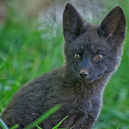 Fox Kits-0113
