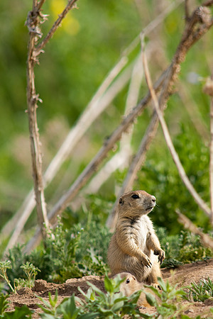 Prarie Dog-9800
