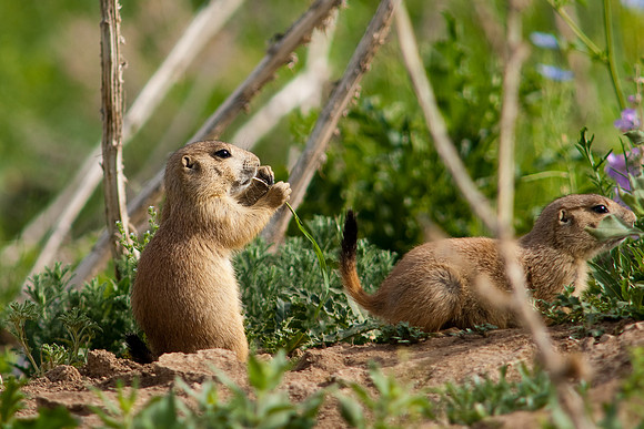 Prarie Dog-9823