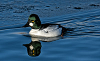 Goldeneye-08331