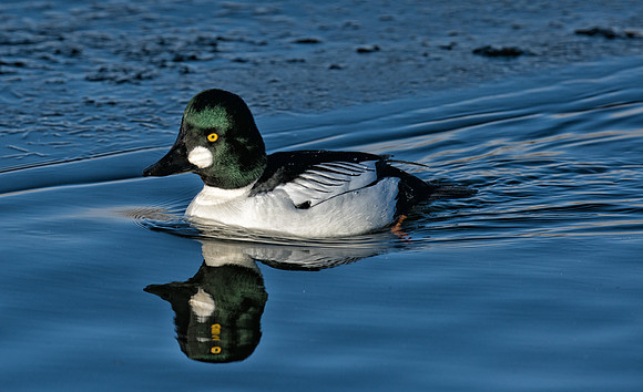 Goldeneye-08331