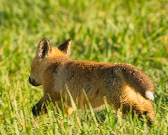 Fox Kit-7193_Export