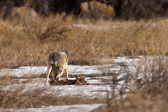 Coyote-9619.jpg