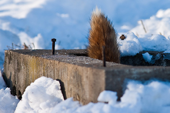 Red Fox-00291