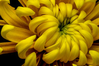 Floral Macro-06207