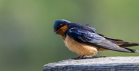 Swallow-4586