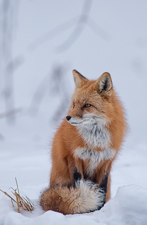 Snow Grumpy-7325-2