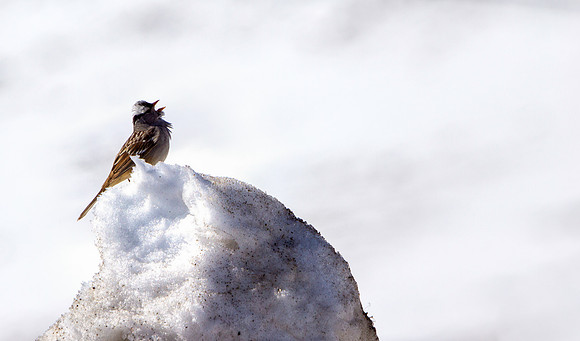 Alpine Bird-7382-1