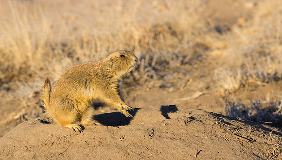 Dancing Prairie Dog-3043