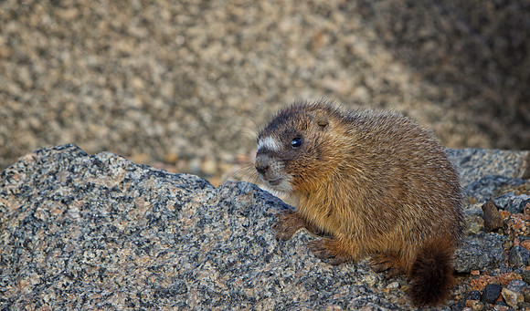 Marmot Baby-9085-1