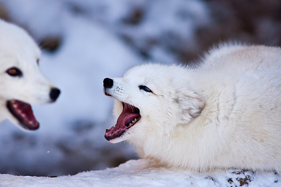 Arctic Fox-9176.jpg