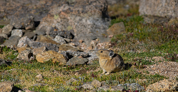 Pika-05269