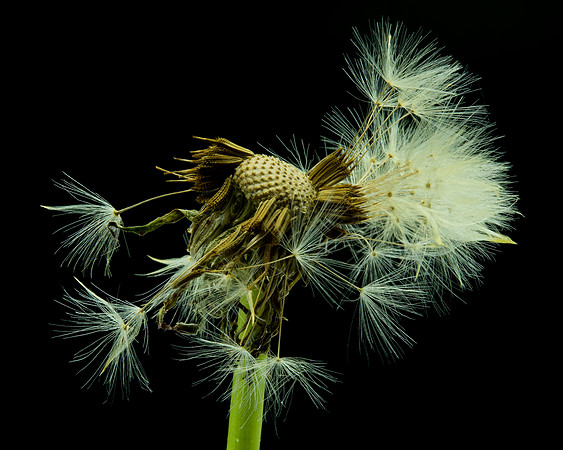 MACRO 7-18 (9)