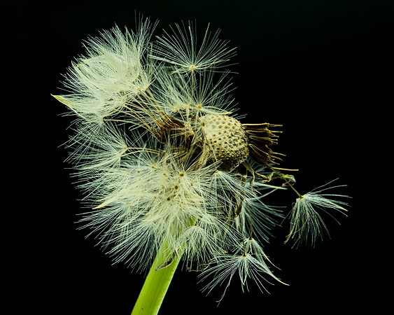 MACRO 7-18 (10)