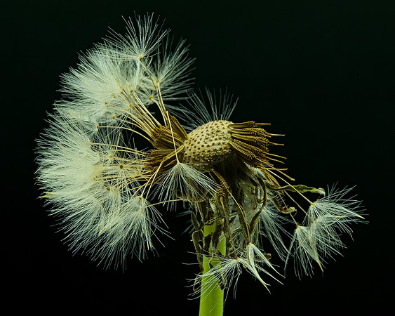 MACRO 7-18 (11)