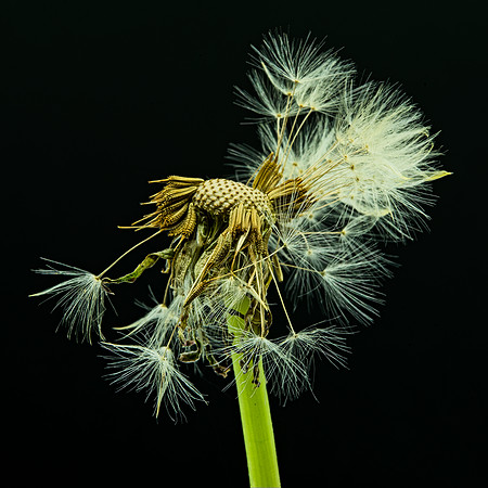 MACRO 7-18 (12)