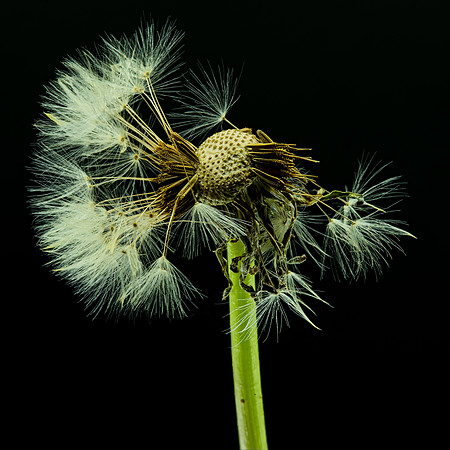MACRO 7-18 (13)