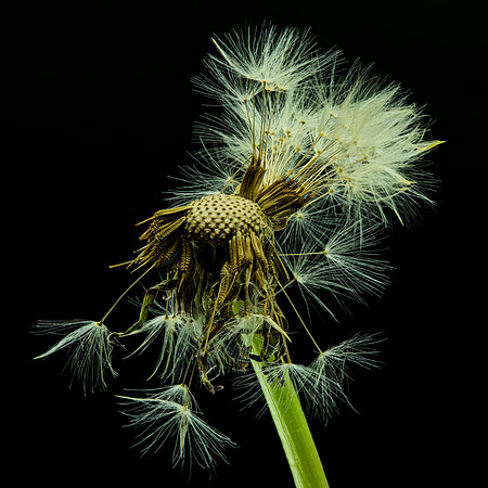 MACRO 7-18 (14)