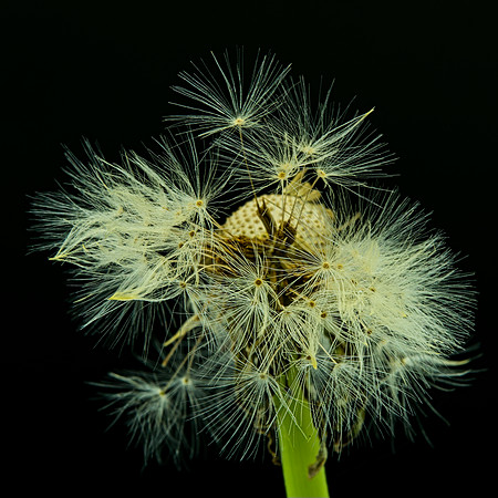 MACRO 7-18 (15)
