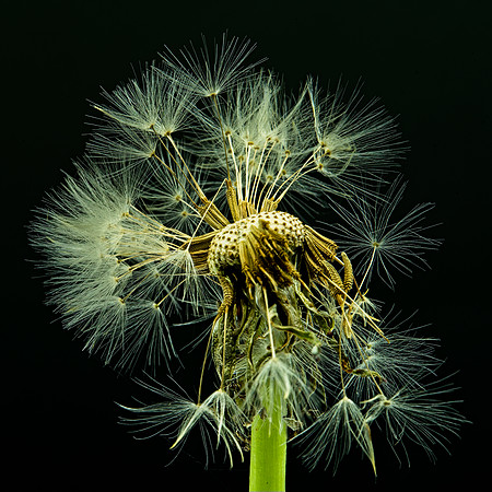MACRO 7-18 (16)