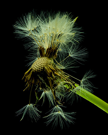 MACRO 7-18 (6)