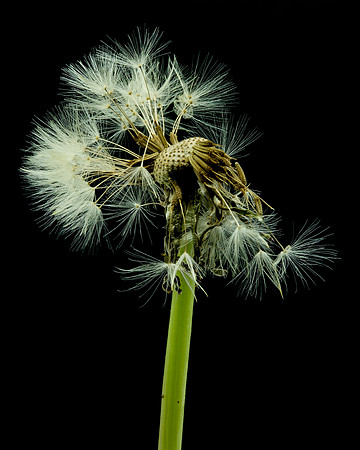 MACRO 7-18 (7)