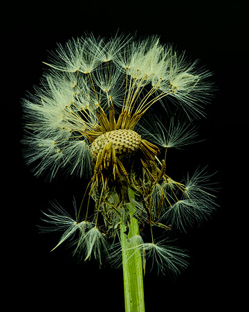 MACRO 7-18 (5)