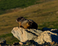 Wildlife Archive-photos