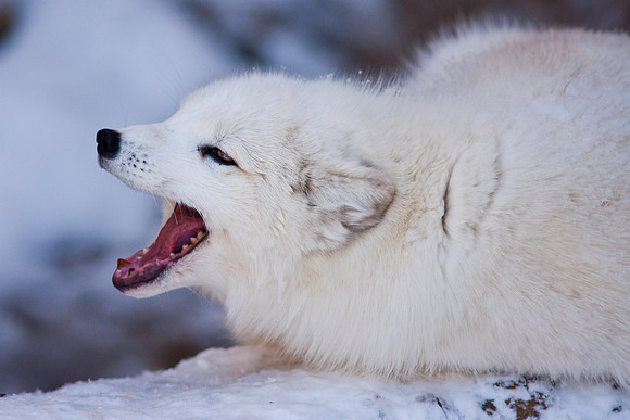 Arctic Fox-9175.jpg
