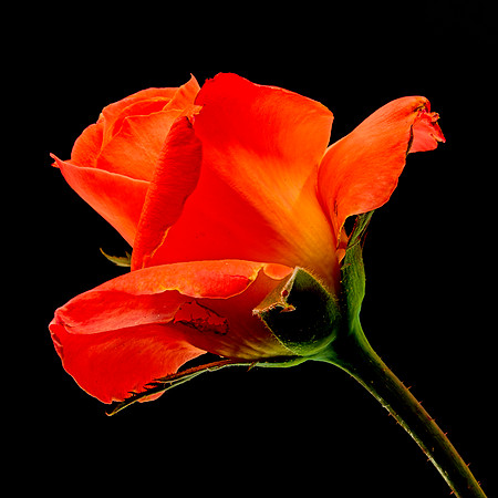 MACRO 8-5-26 (7)
