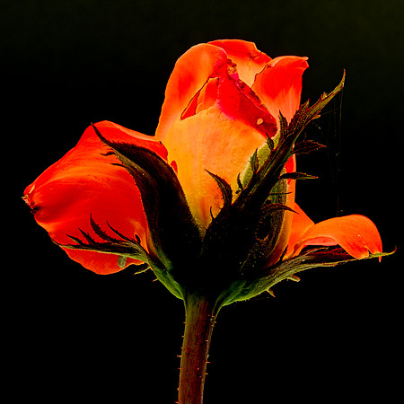 MACRO 8-5-26 (5)