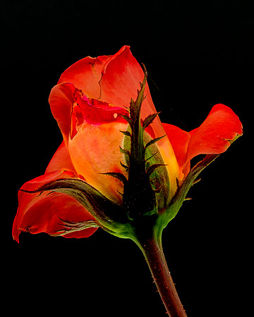MACRO 8-5-26 (9)