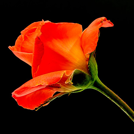 MACRO 8-5-26 (11)