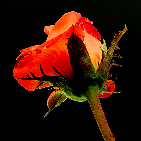 MACRO 8-5-26 (12)