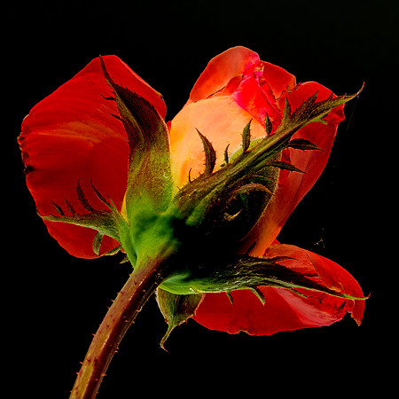 MACRO 8-5-26 (15)