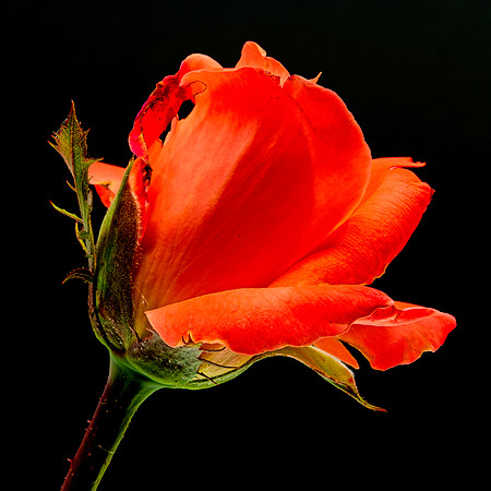 MACRO 8-5-26 (14)