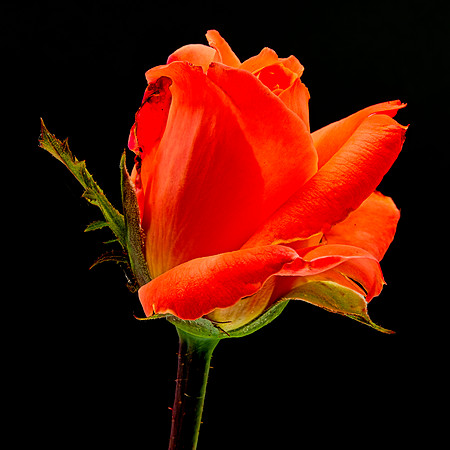 MACRO 8-5-26 (16)