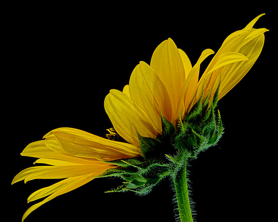 MACRO 8-8-26 (15)
