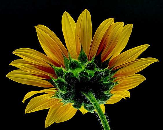 MACRO 8-8-26 (12)