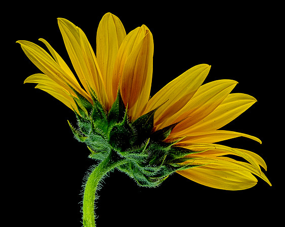 MACRO 8-8-26 (19)