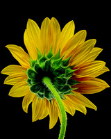 MACRO 8-8-26 (11)