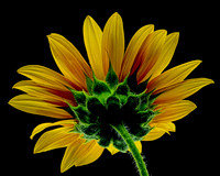 MACRO 8-8-26 (12)