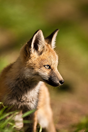 Fox Kit-6838