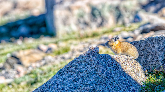 Pika-3426-1