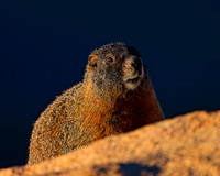 New Wildlife Archive-photos