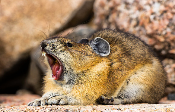 Pika Yawning-5411-5411
